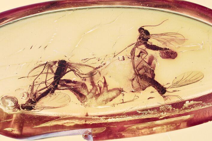 Four Fossil Dark-Winged Fungus Gnats (Sciaridae) In Baltic Amber #330680